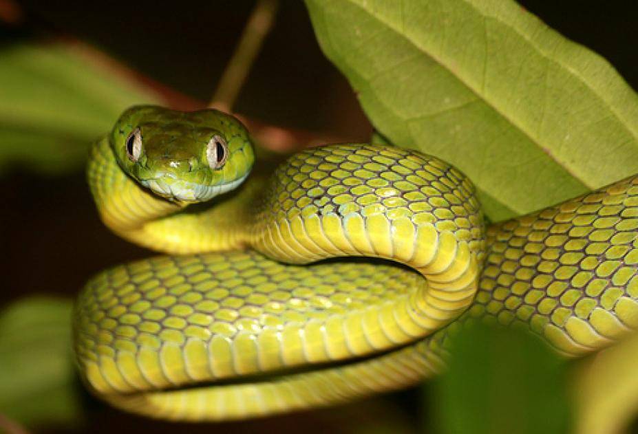 Королевская змея. образ жизни и среда обитания королевской змеи