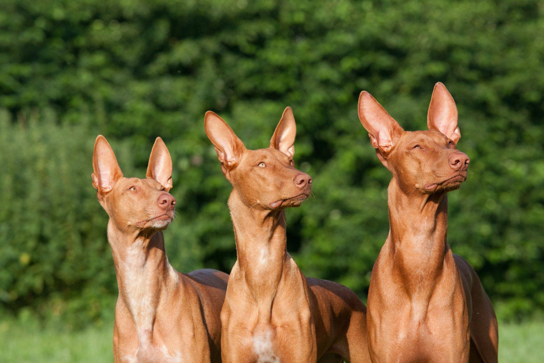 Фараонова собака — роскошь и элегантность породы