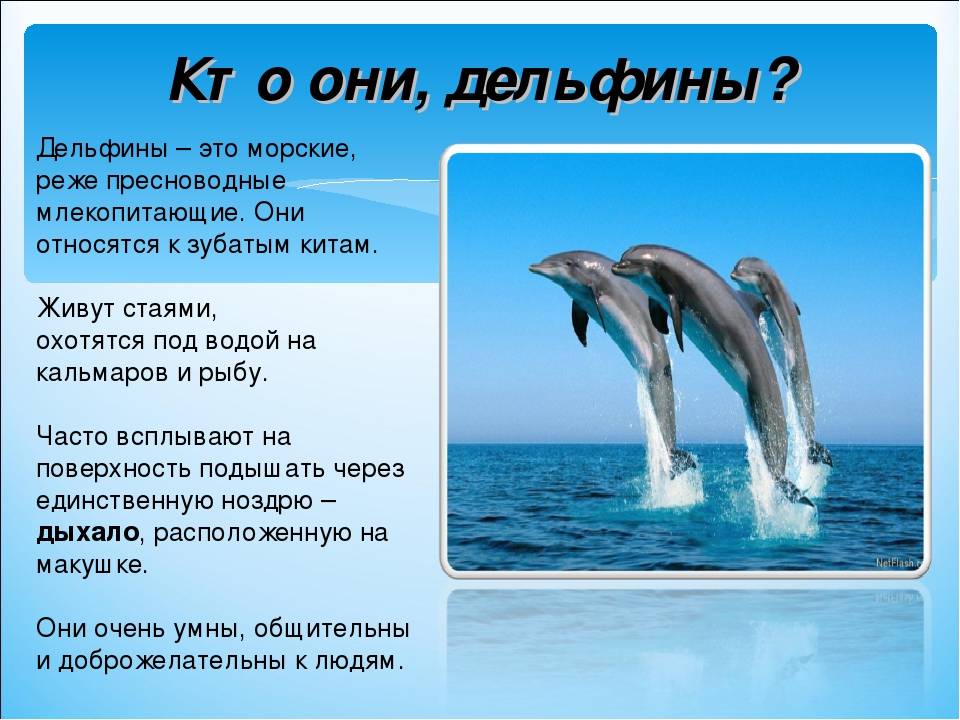 Дельфин