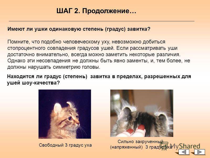 Невская маскарадная кошка: история породы, уход и содержание