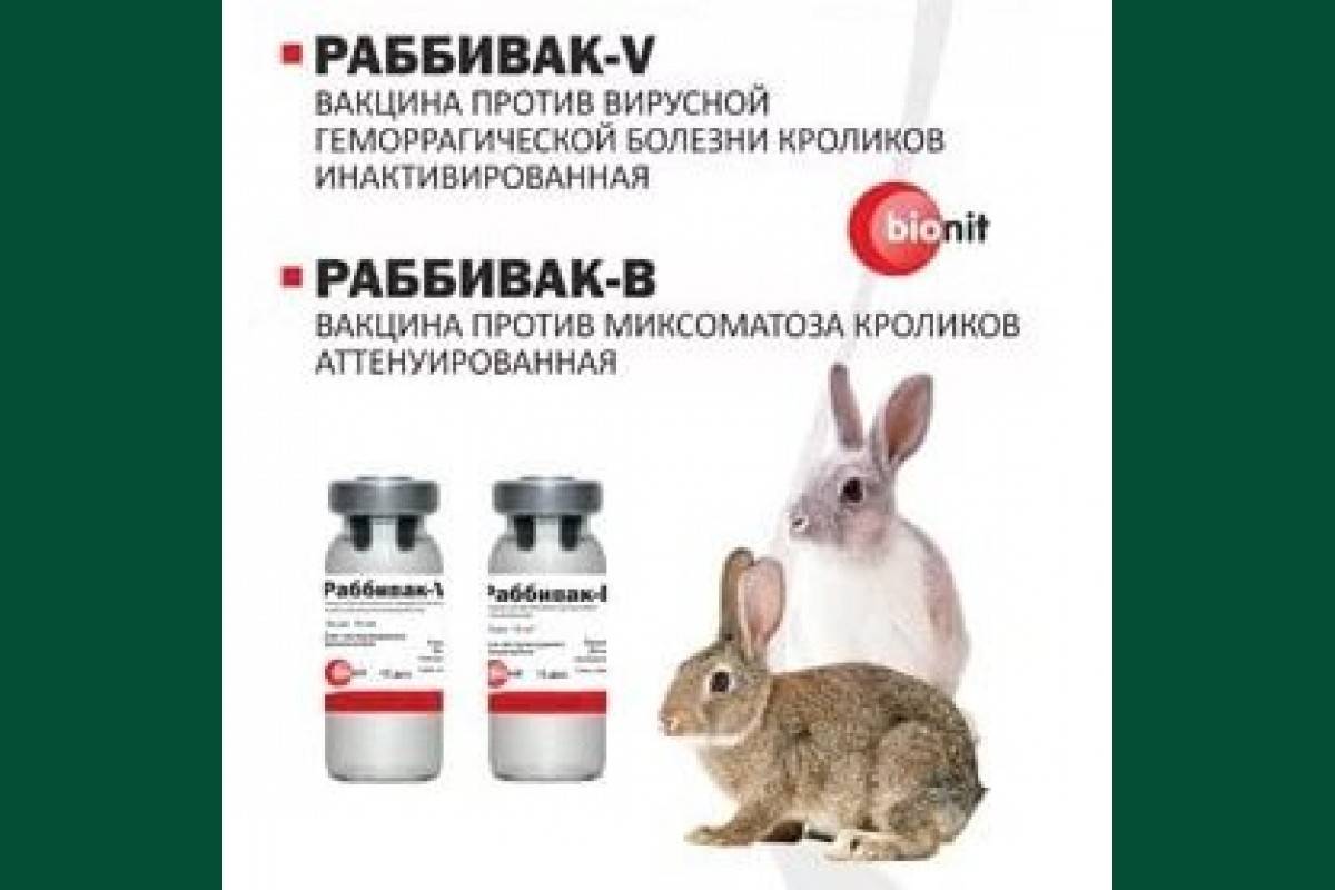 Вакцинация для кроликов: от каких заболеваний, сроки, схема
