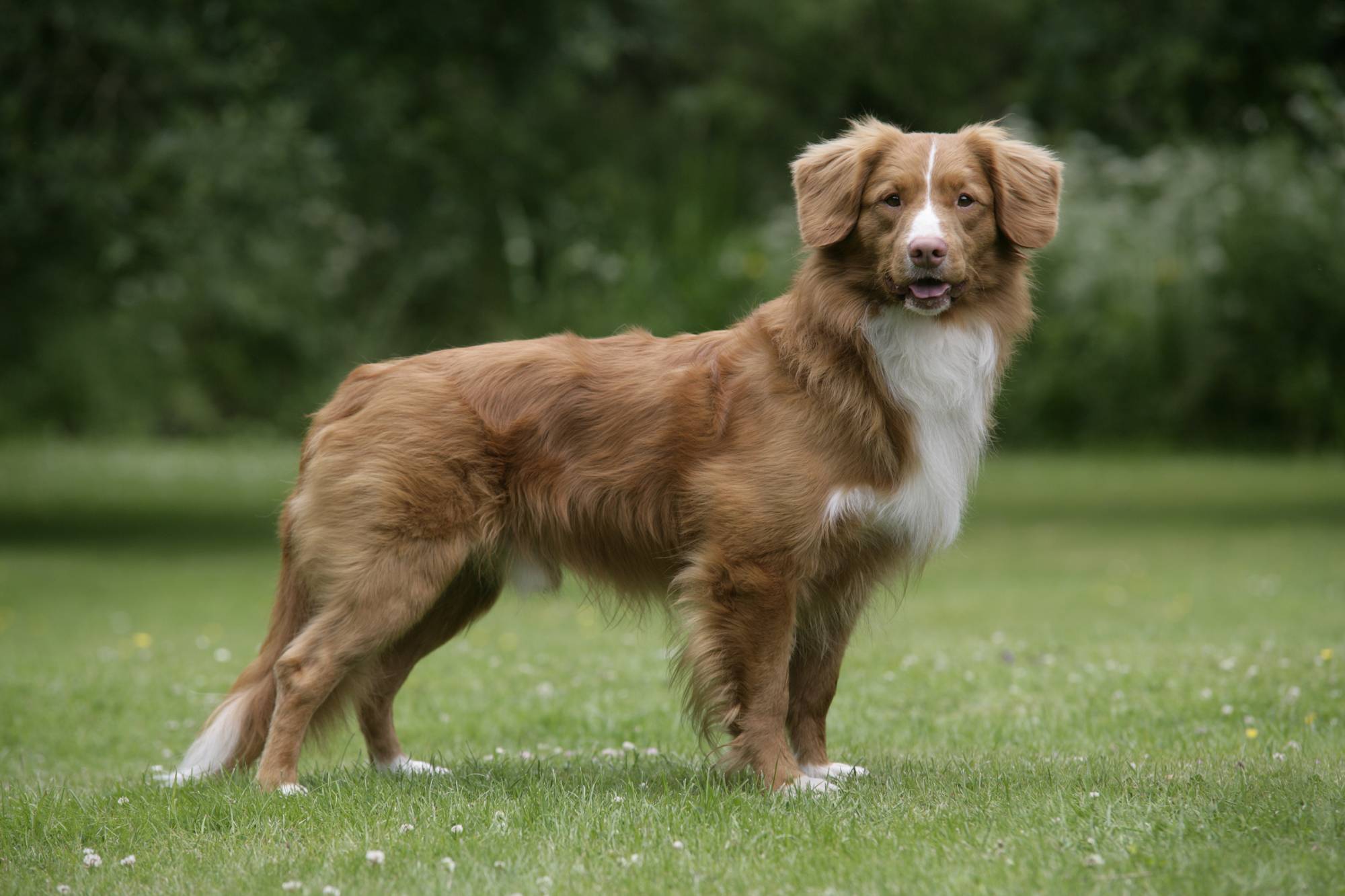 Новошотландский ретривер собака. описание, особенности, виды и цена породы