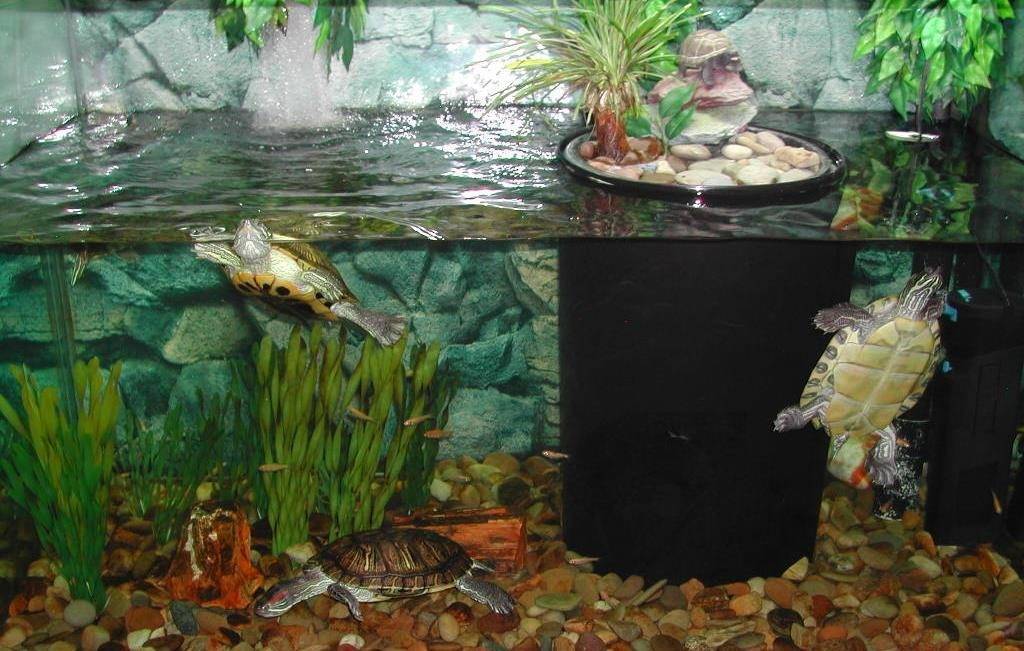 Черепаха температура воды в аквариуме. Аквариумная черепаха красноухая. Аквариум для красноухой черепахи. Аквариум для водных черепах. Террариум для красноухой черепахи.