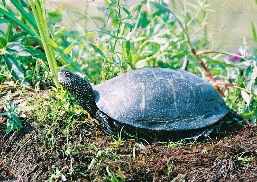 Все о сухопутных черепахах: где живут, чем питаются и как их содержать дома
