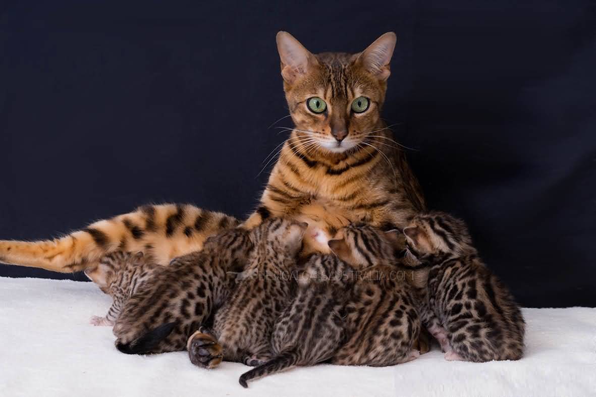 Самые дорогие кошки в мире: рейтинг и названия пород, фотографии котов и отзывы их владельцев