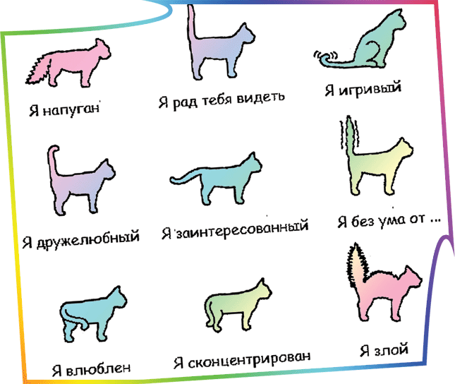 Окрас котов и их характер: двухцветные, рыжие, табби
