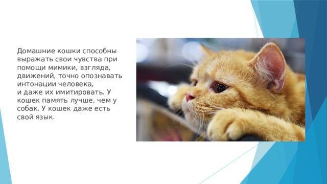 Какая память у кошек: долговременная, кратковременная