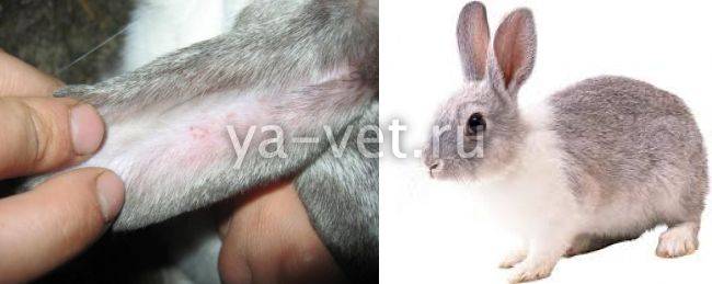 Короста у кролика в ушах: причины и лечение
