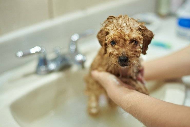 Как купать собаку в домашних условиях: советы и средства — сайт эксперта по животным