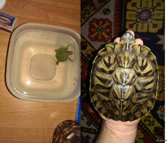 Сколько черепаха может прожить без еды в домашних условиях