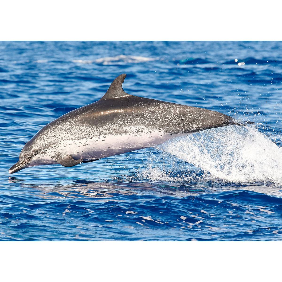 Дельфины – виды и описание, список с фото и названиями, чем питаются и как выглядят дельфины