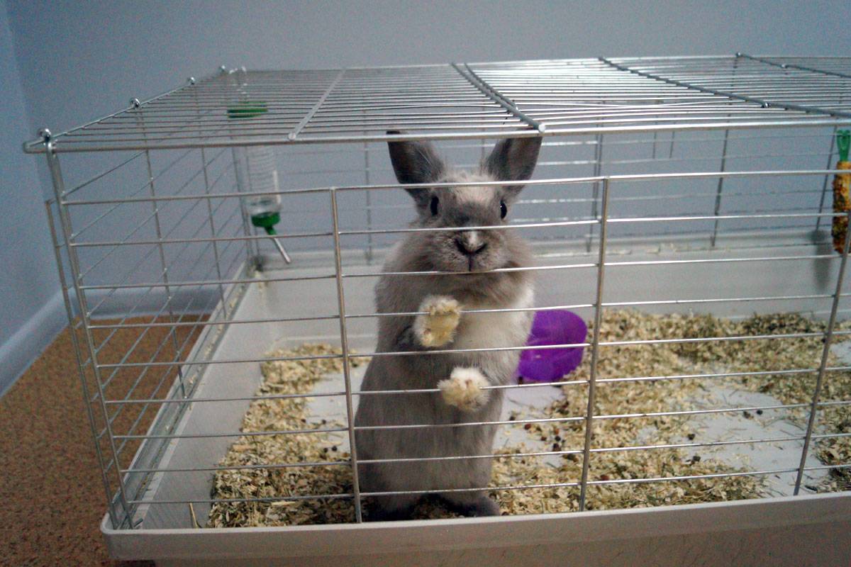 Уход и содержание карликовых декоративных кроликов