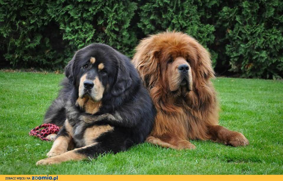 Собака мастиф: фото, как выглядит порода, какие виды бывают и основные окрасы - черный, голубой, рыжий