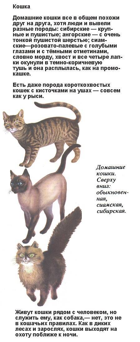 ᐉ 6 пород и 1 дикая кошка с кисточками на ушах: 47 фото и описание - zoogradspb.ru