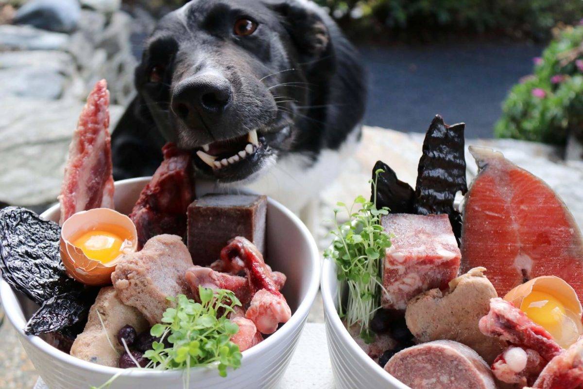 Натуральное кормление собаки: 20 рецептов на каждый день