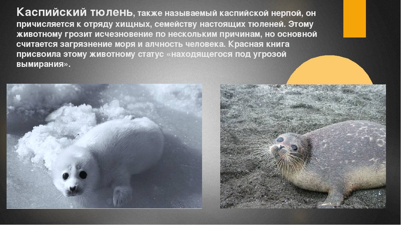 ​50 самых интересных фактов о тюленях