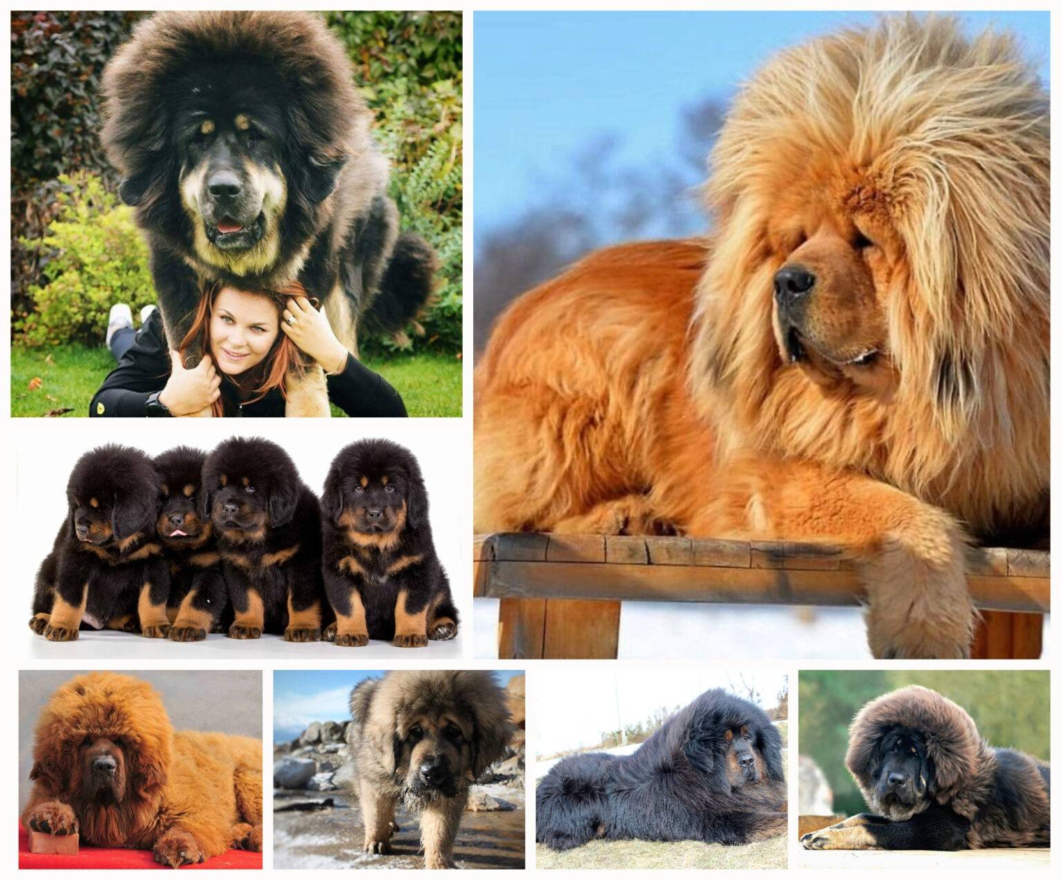 Тибетский мастиф: описание породы с фото, характеристика собаки, уход
