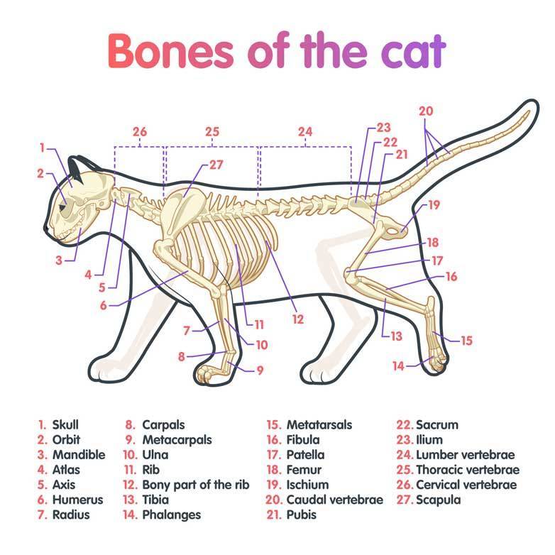 Где находится холка у кошки – особенности строения и использования этой части тела животного