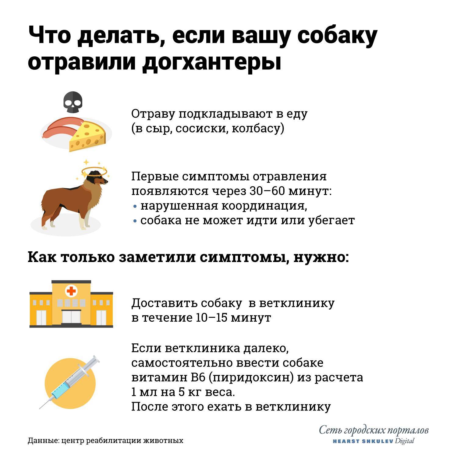 Что делать, если отравили собаку: первая помощь, признаки отравления, симптомы, лечение