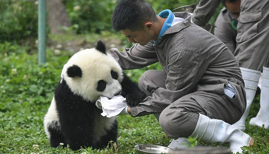 Интересные факты о пандах, которые поразят многих