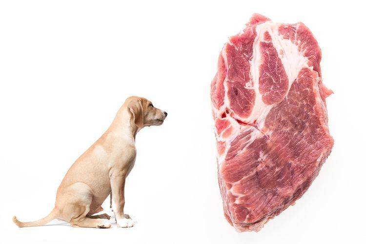 Можно ли смешивать собакам или чередовать сухой корм и мясо?