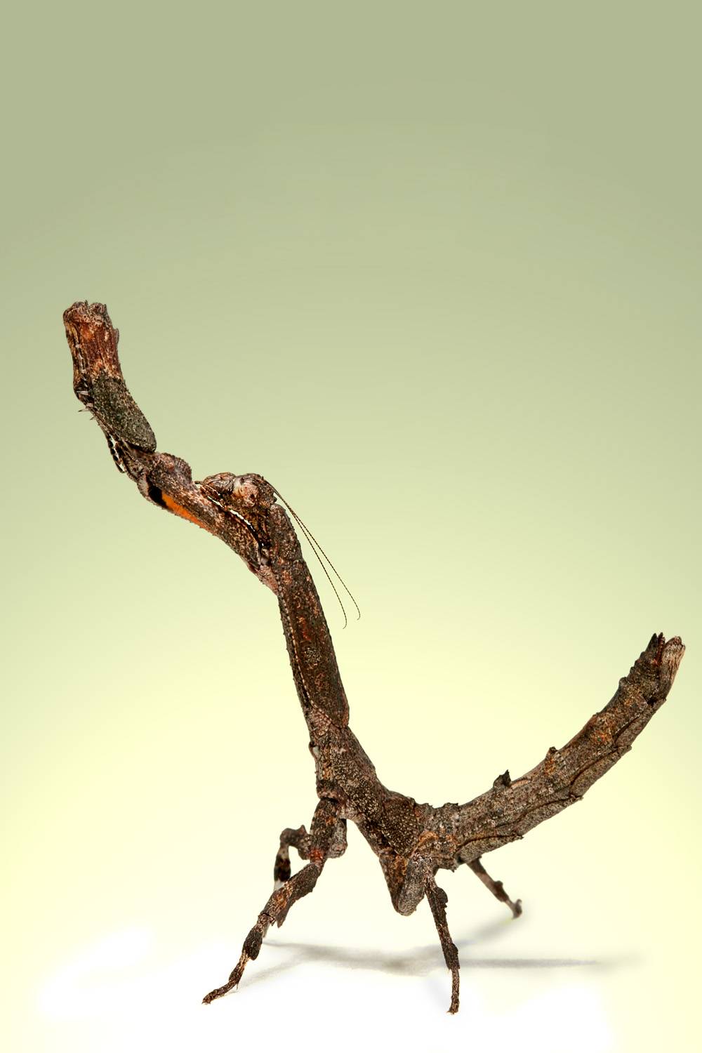 Африканский колючий богомол (лат. pseudocreobotra ocellata)