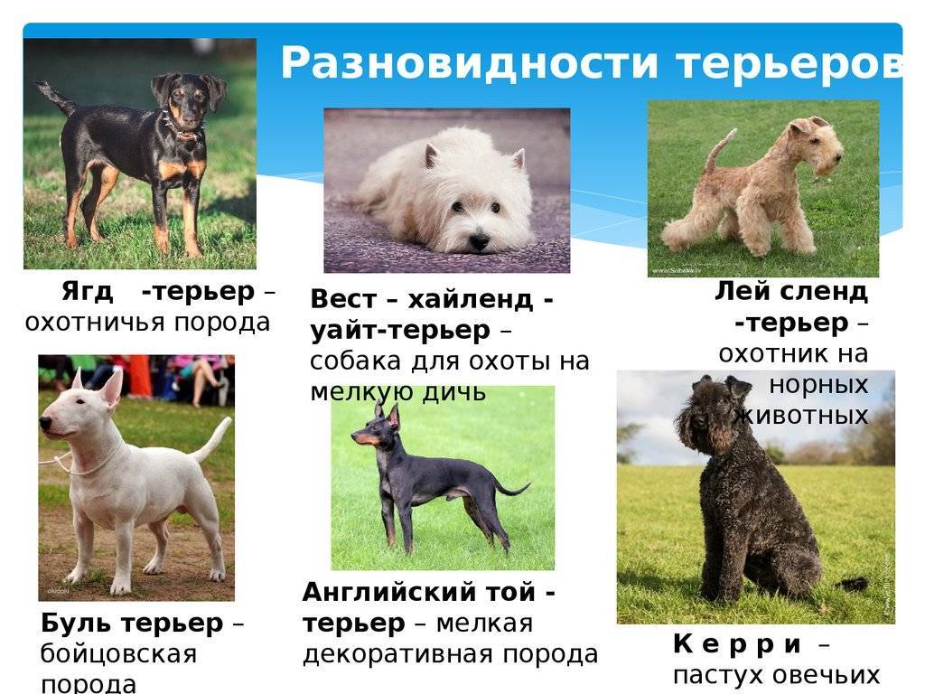 Русские породы собак с фото, названиями и описаниями