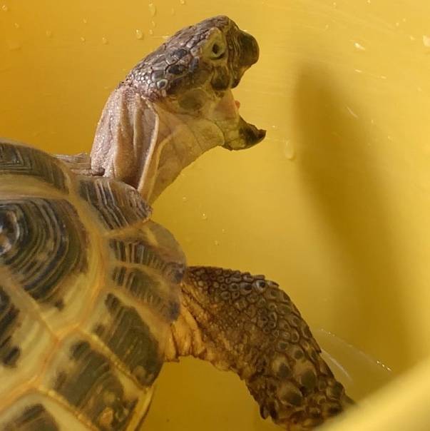 Красноухая черепаха не открывает глаза: причины и что делать