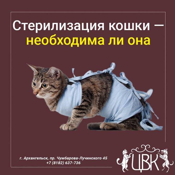 Стерилизация кошек: основные плюсы и минусы, доводы за и против
