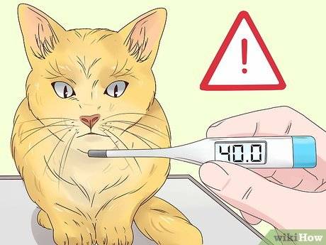 Как правильно померить кошке температуру обычным ртутным или электронным градусником и без него в домашних условиях?