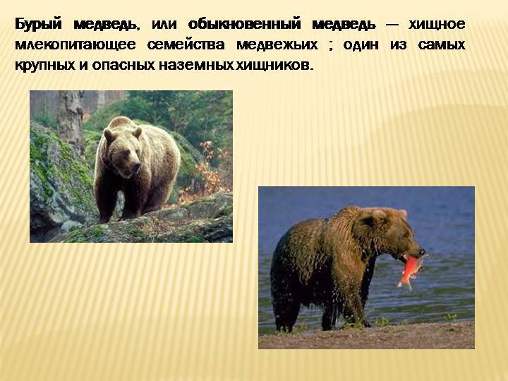 Бурый медведь. описание, виды и образ жизни бурых медведей