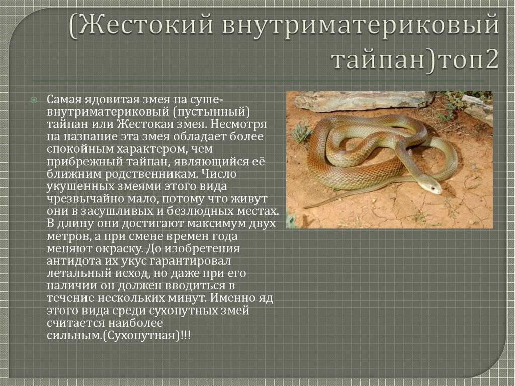 Змея тайпан, описание прибрежного тайпана и жестокой змеи