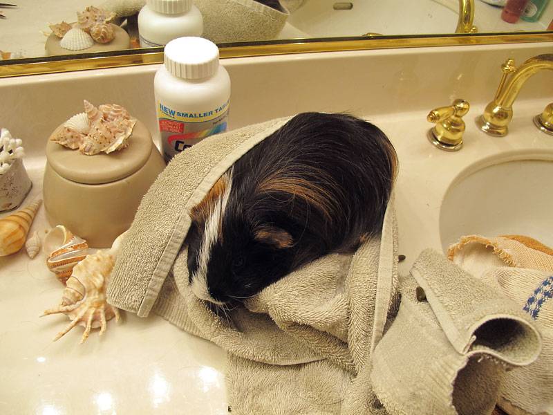 Можно ли купать морских свинок мылом