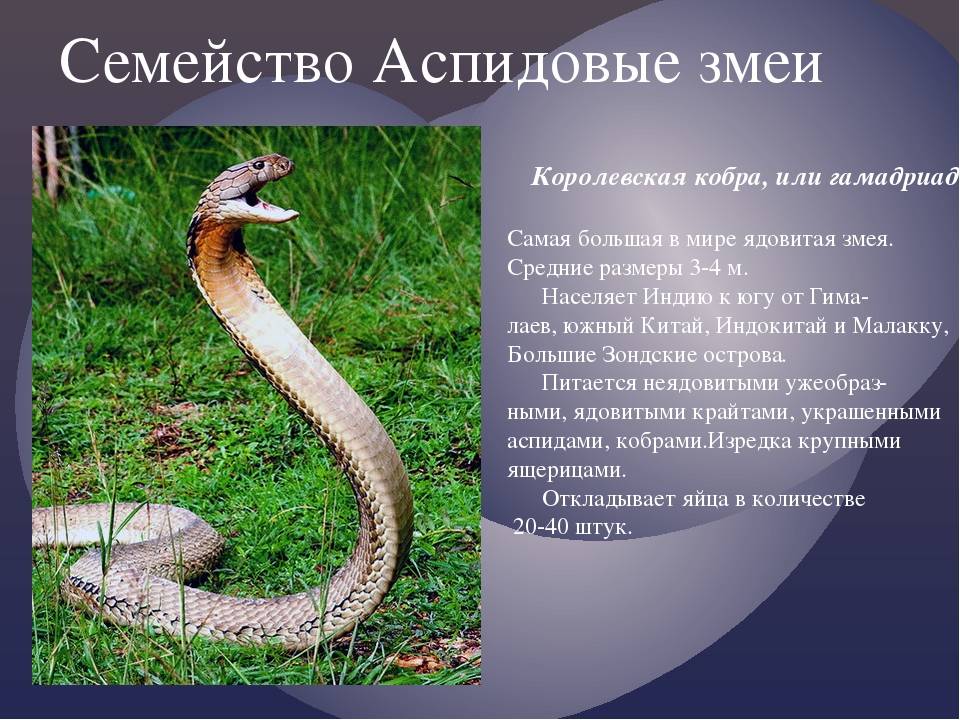 Королевская змея:описание,размножение,фото,яд,поведение | аквариумные рыбки