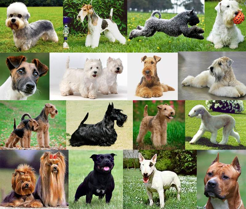 Топ 10 самых красивых пород собак в мире
топ 10 самых красивых пород собак в мире