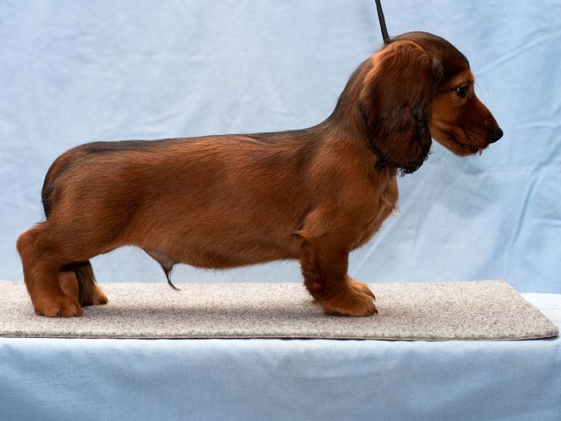 Карликовая такса (50 фото): размеры взрослой собаки, миниатюрная, гладкошерстная, жесткошерстная, длинношерстная, мини щенок тигрового окраса