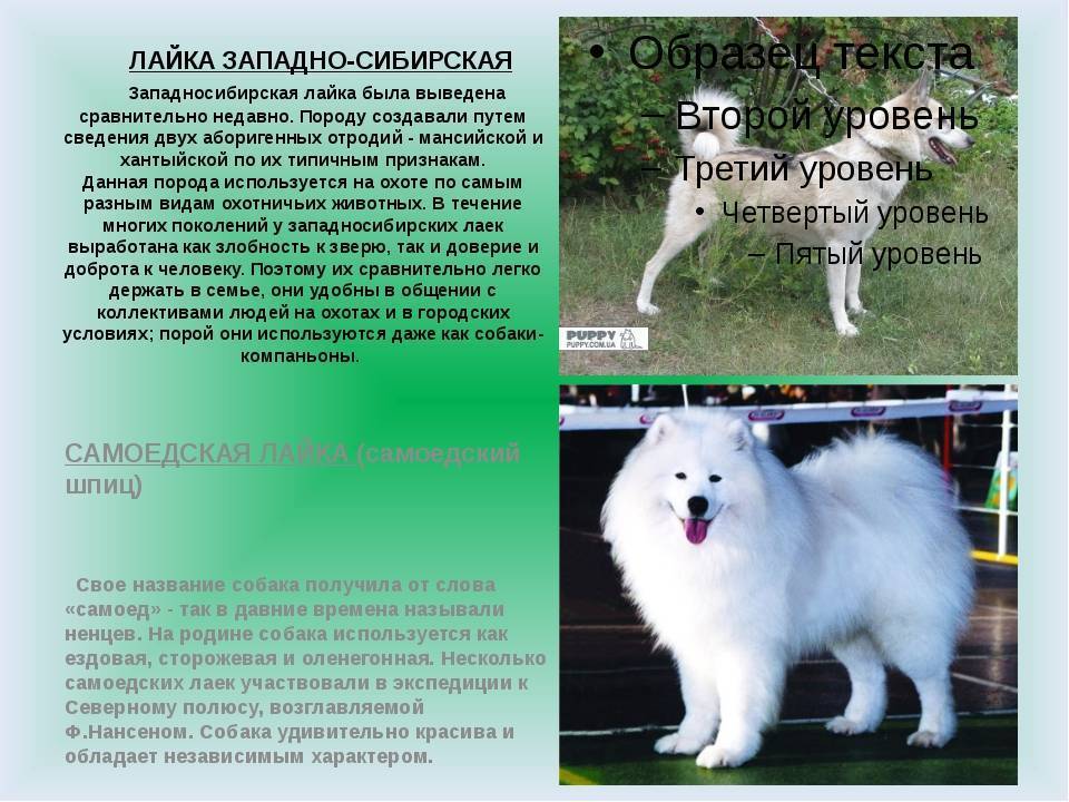 Самоедская лайка: характеристика породы и описание собаки