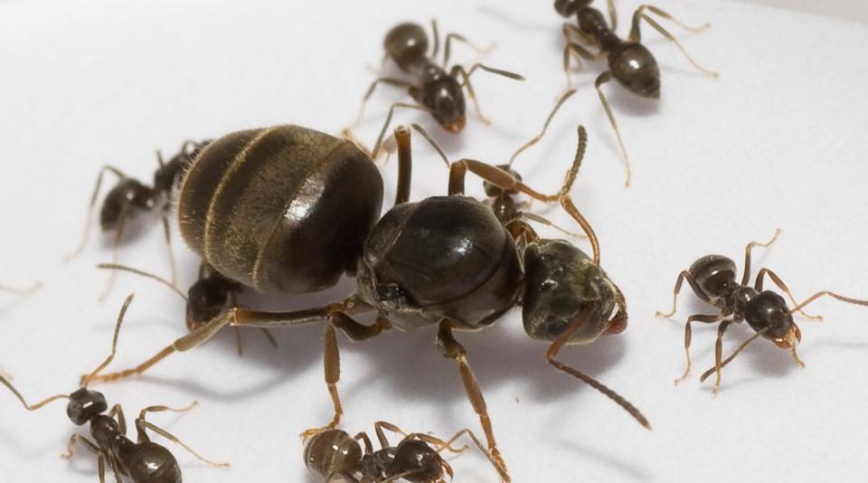 ???? муравьиная матка, королева муравьёв: как выглядит самка, сколько живёт и как появляется царица у муравьёв