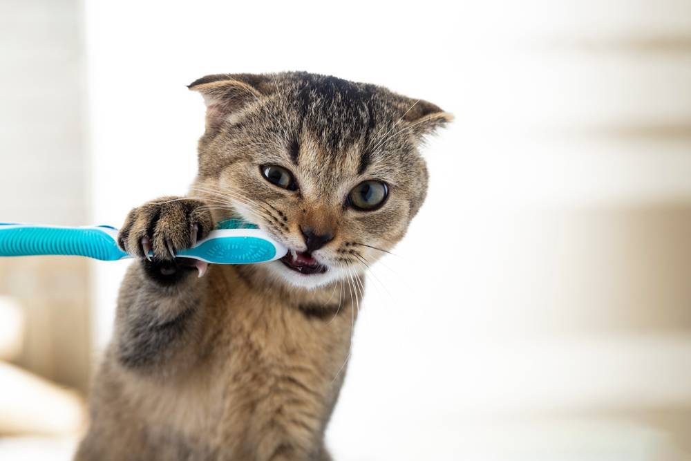 12 причин почему у кошки выпал зуб - что делать и как помочь