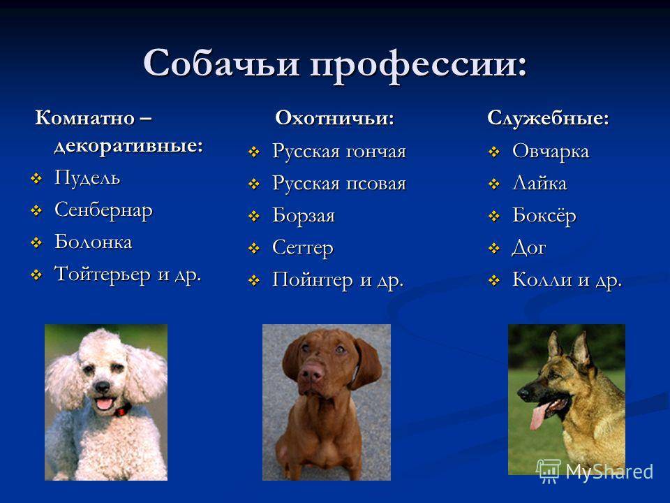 Русская цветная болонка. описание, особенности, уход и цена русской цветной болонки | животный мир