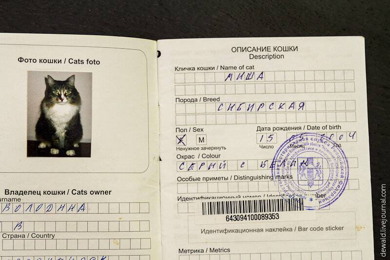 Как правильно сделать паспорт кошке, инструкция, советы, видео
