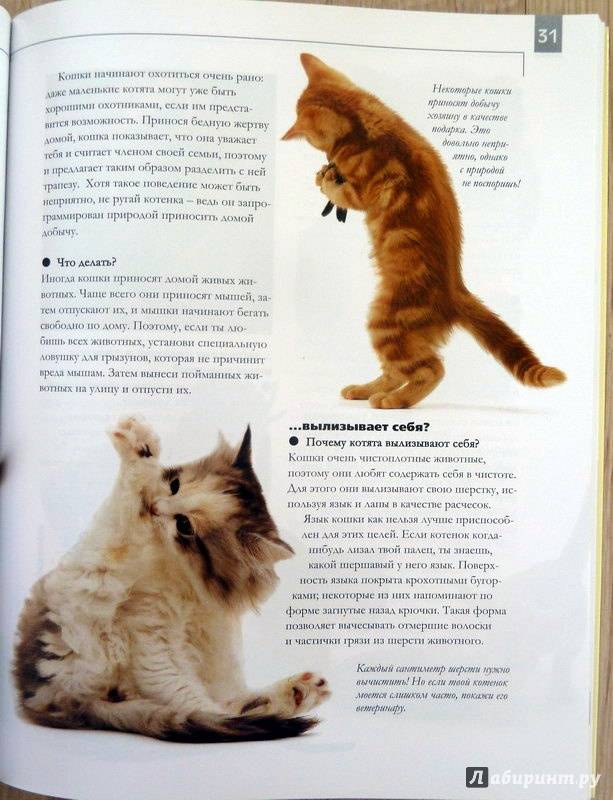 Как воспитать котенка послушным и ласковым :: syl.ru