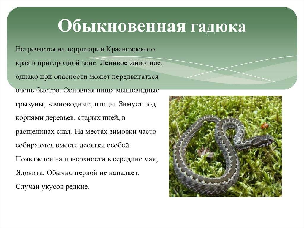 Змеи подмосковья, описание и фото