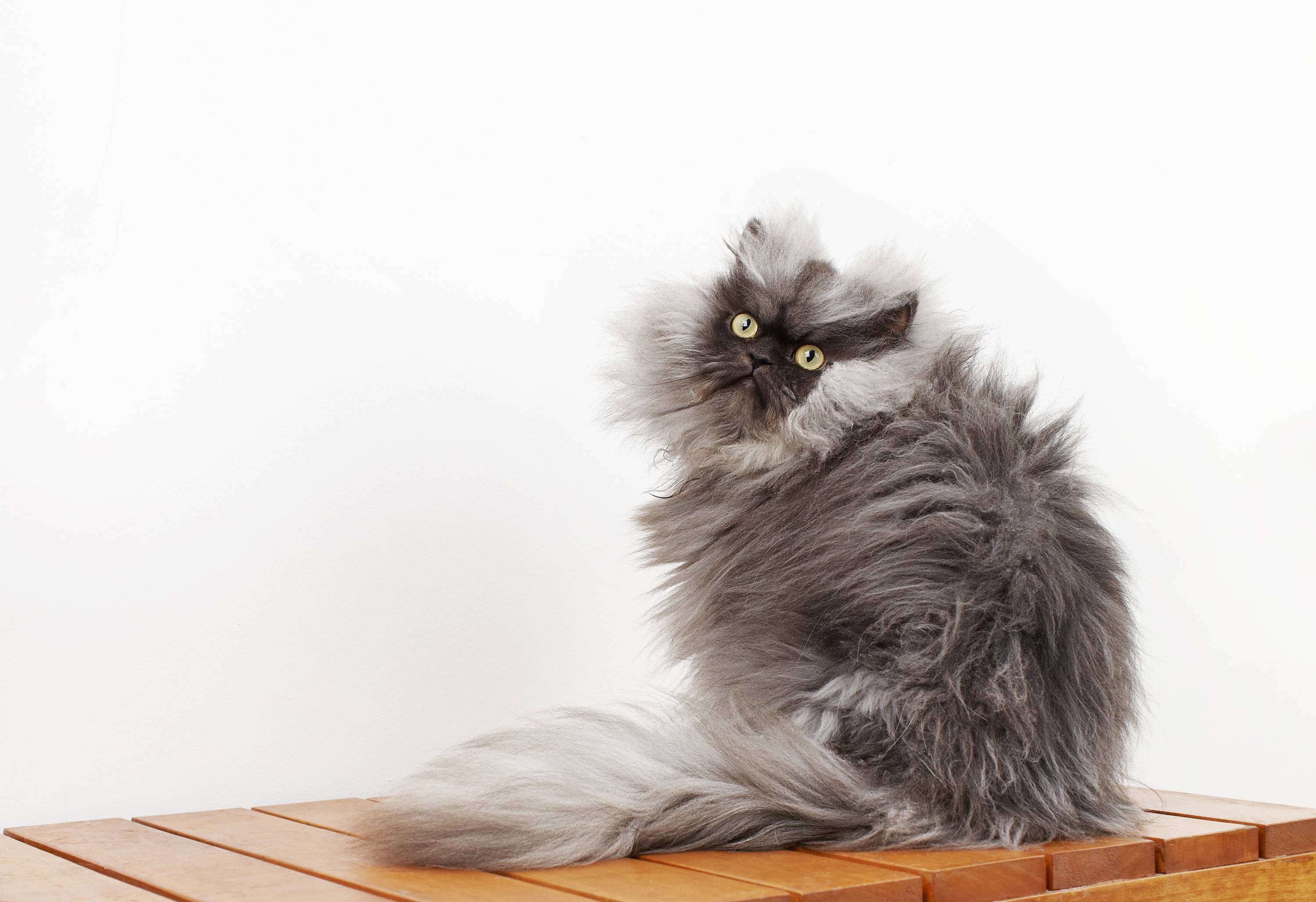 Породы пушистых кошек - фото, название и характеристика