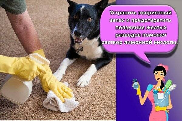 Как удалить запах собачьей мочи с ковра в квартире в домашних условиях