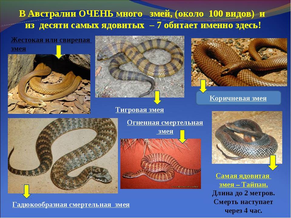 Ядовитые и домашние виды змей