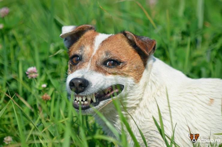 Почему и зачем собака ест траву на улице а потом рвет пеной