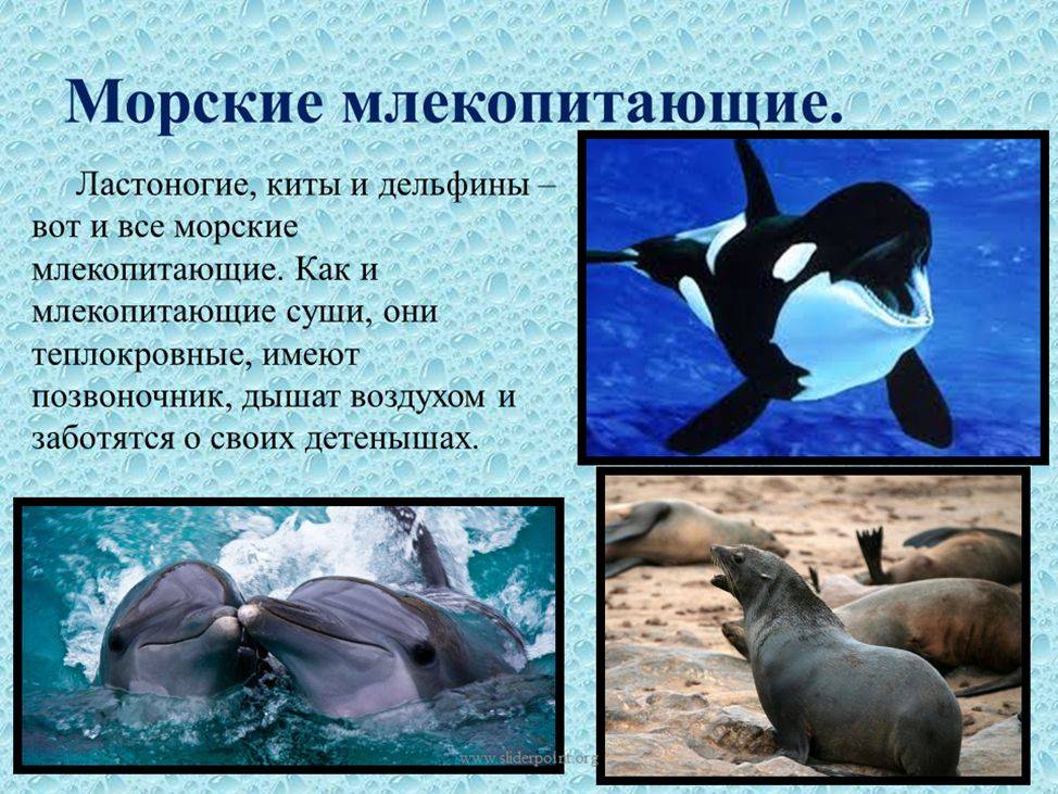 Водные животные презентация