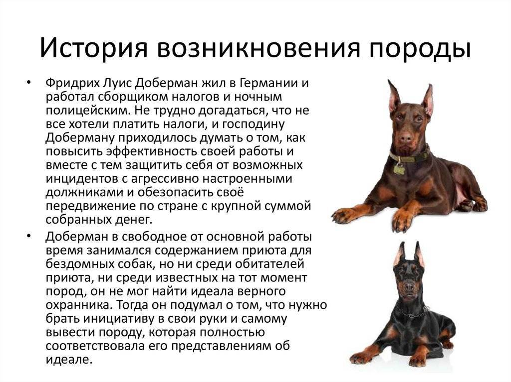 Московский дракон: характеристики породы собаки, фото, характер, правила ухода и содержания