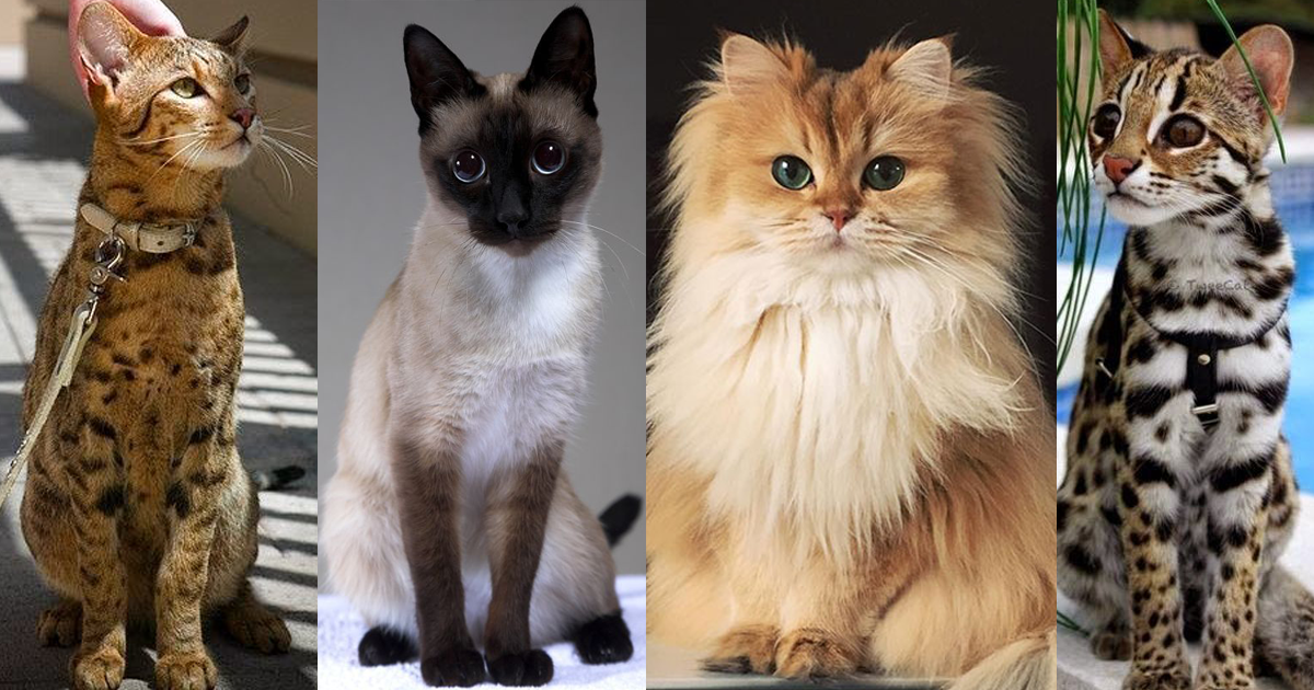 Топ 10 самые красивые кошки в мире